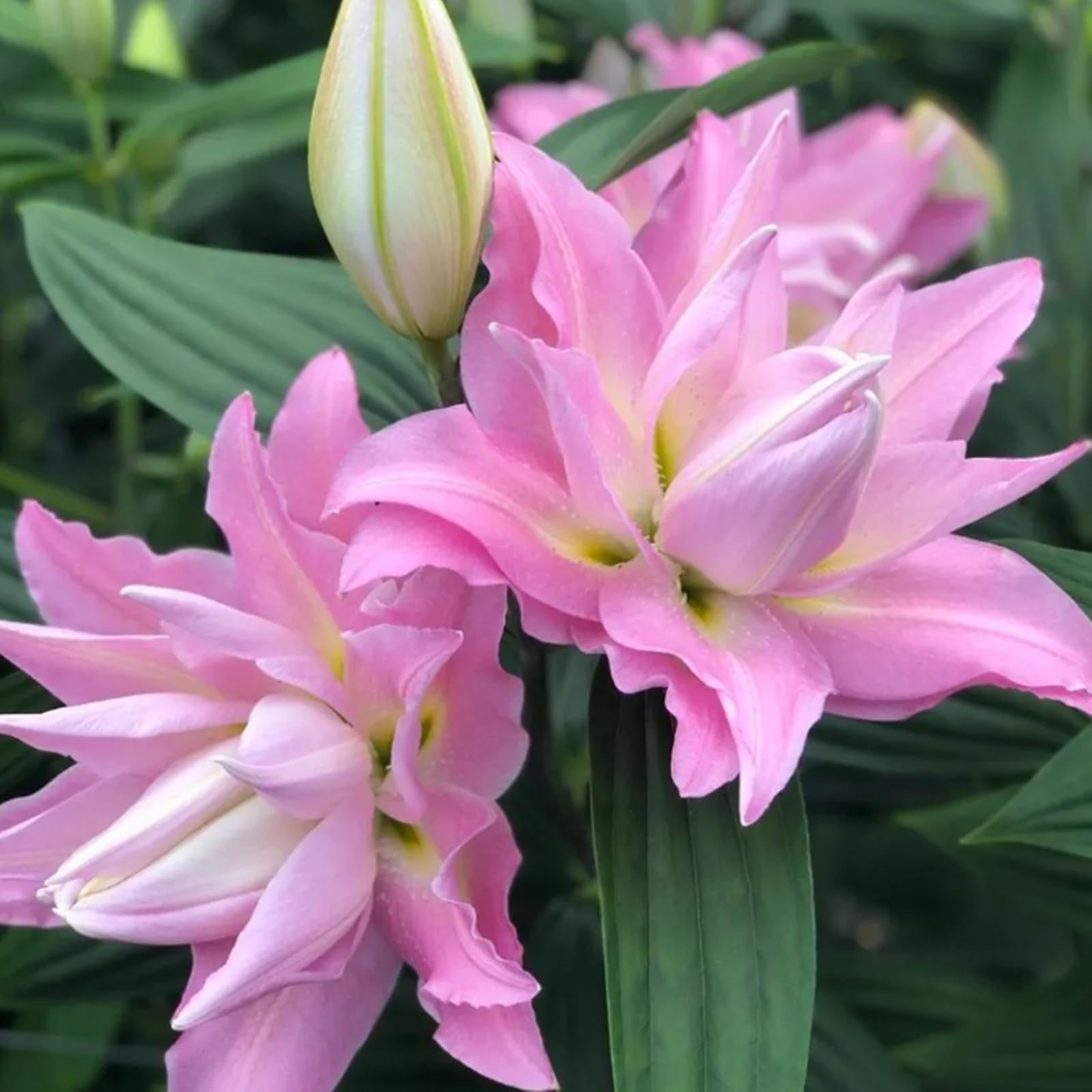 Excellent Tiger Lily Bulbs for Planting Now UK Perennial Excellent Cold-Resistant Display Plant Bulbs Easy Plant Ornamental Greening Flower Good for Containers Natural Organic -2bulbs-A โ image 1