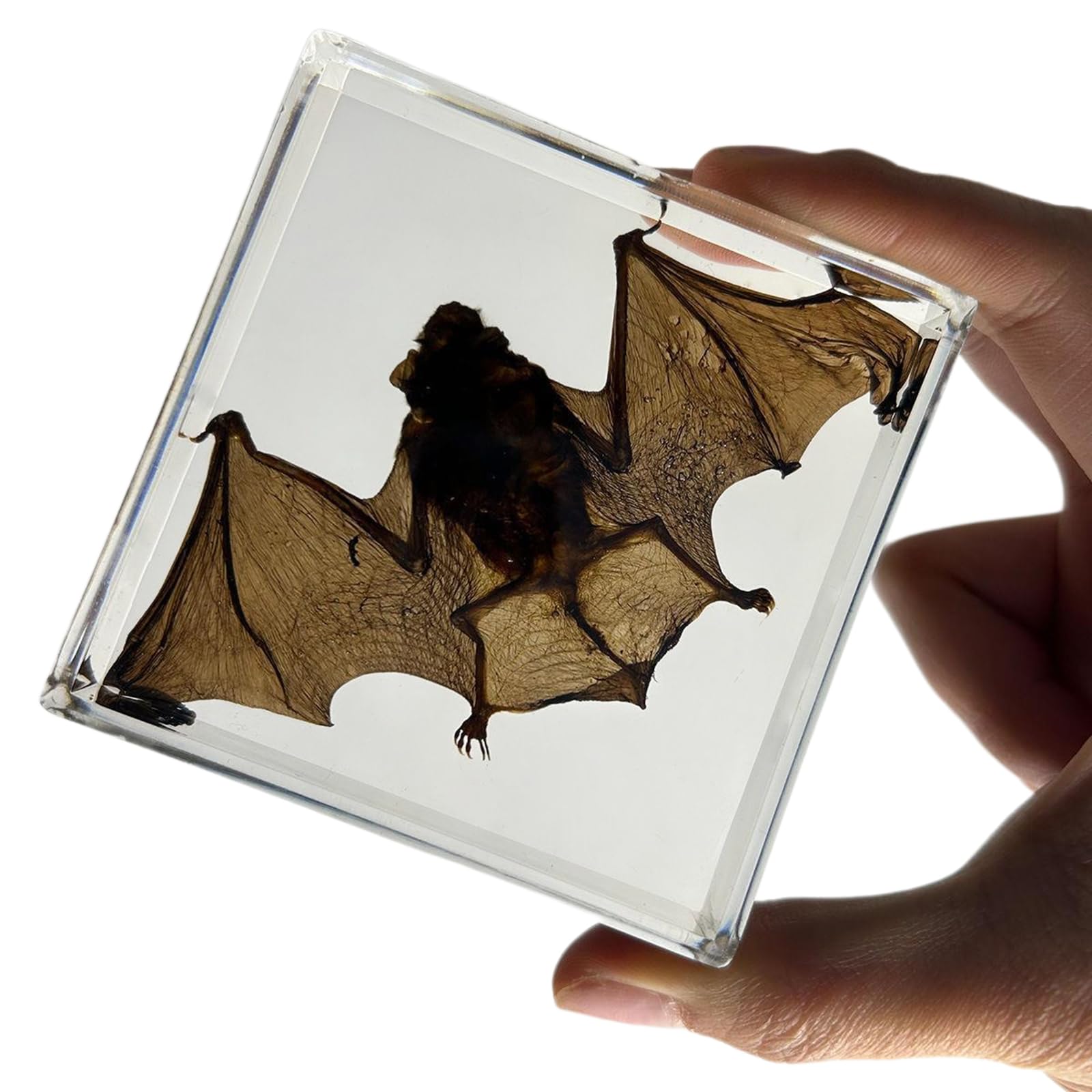 Präparierte Fledermaus - Echte Fledermaus-Spezimen - Tierpräparat Klarer Acryl-Biologiemodell Fledermaus-Spezimen für wissenschaftliche Beobachtung