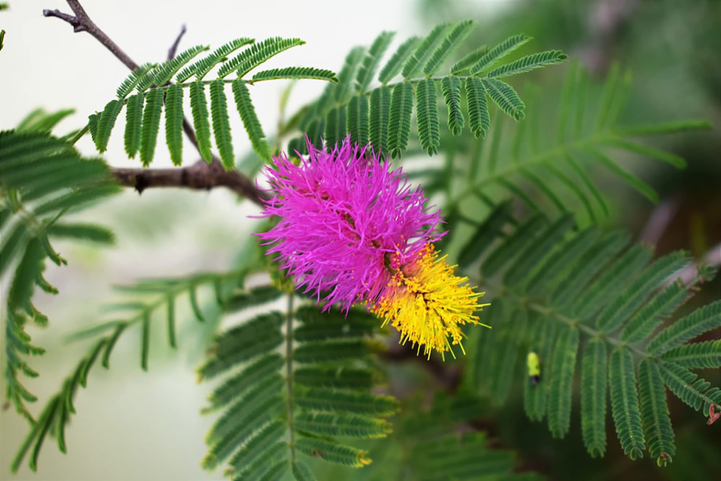 Shami Tree/Plant importance shami pooja vidhi on sawan ke shaniwar shani dev will change your life (B0C68SRVW5) Amazon Price History, Amazon Price Tracker