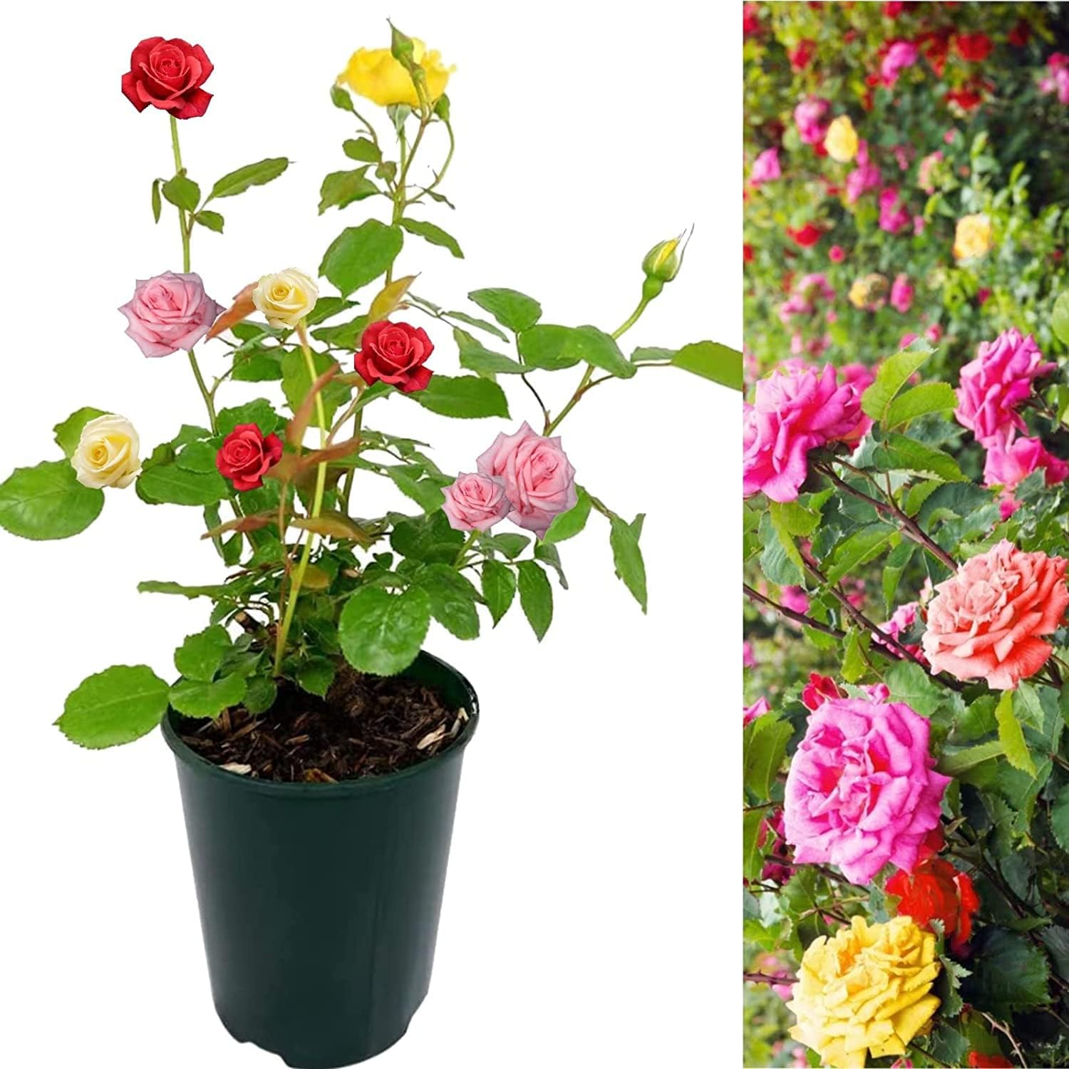 – Carbeth Plants Tricolour Rose Bush - 5L Pot Mixed Colour Rose Plants Outdoor Garden Ready - Patio Standard Roses - Red, Pink and Yellow Bush