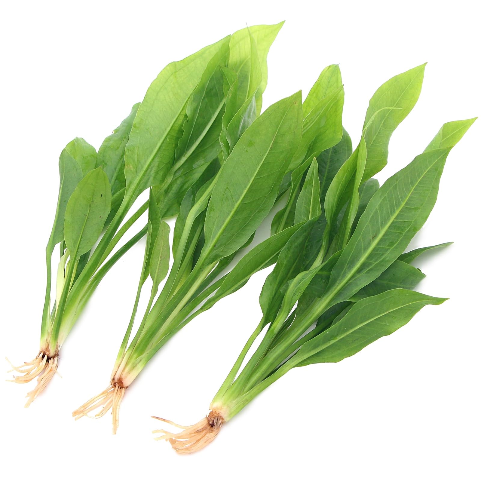 K2AQUA 3 x Echinodorus Amazonicus Live Aquarium Plant Amazon Sword for Aquascaping Freshwater Tropical Tank Decoration Easy Care
