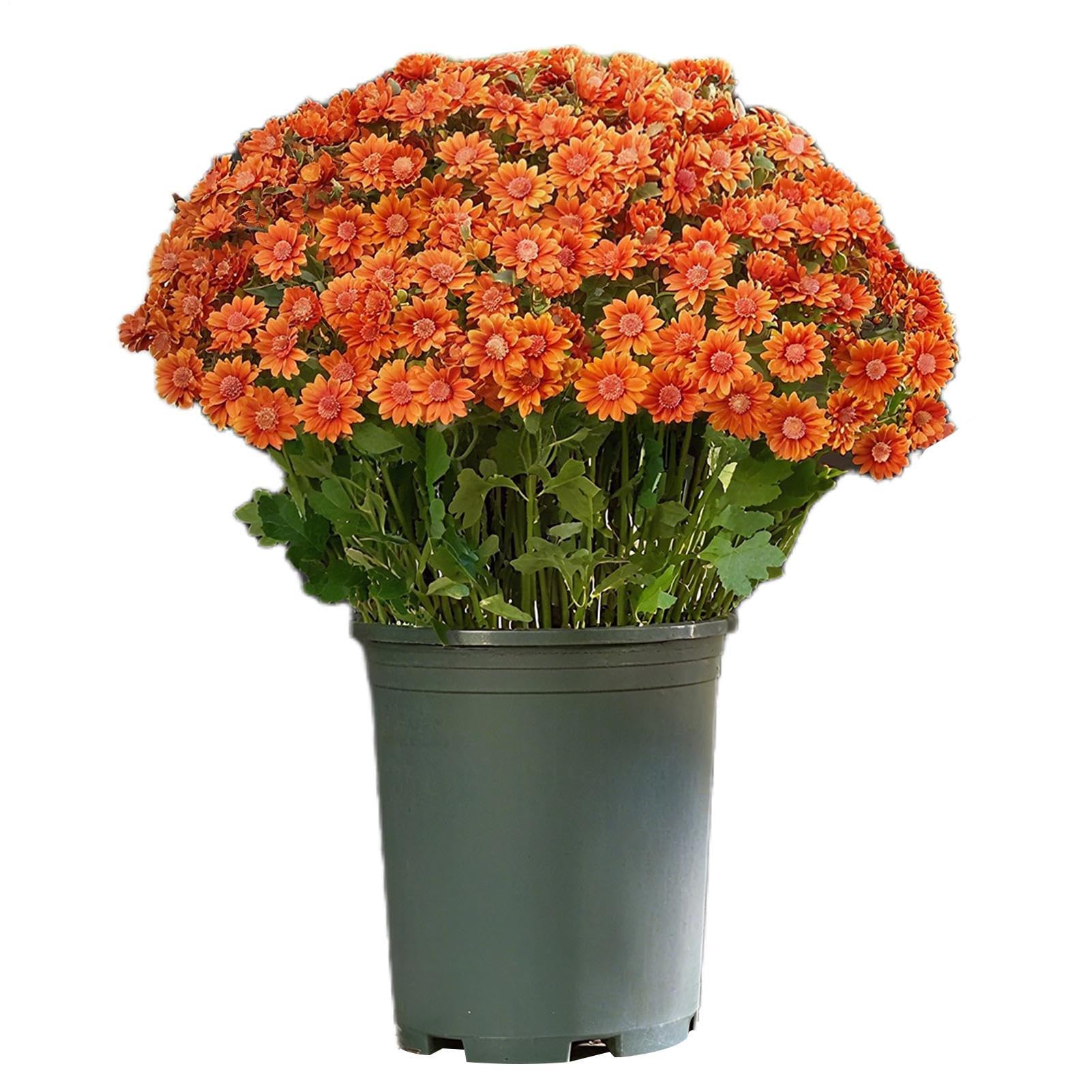Chrysanthèmes artificiels extérieurs pour un balcon fleuri sans arrosage