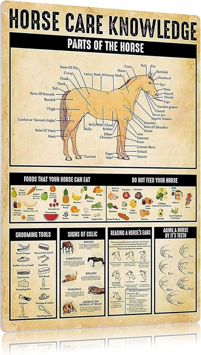 Horse Care Knowledge Poster Wall Decor Artwork Vintage