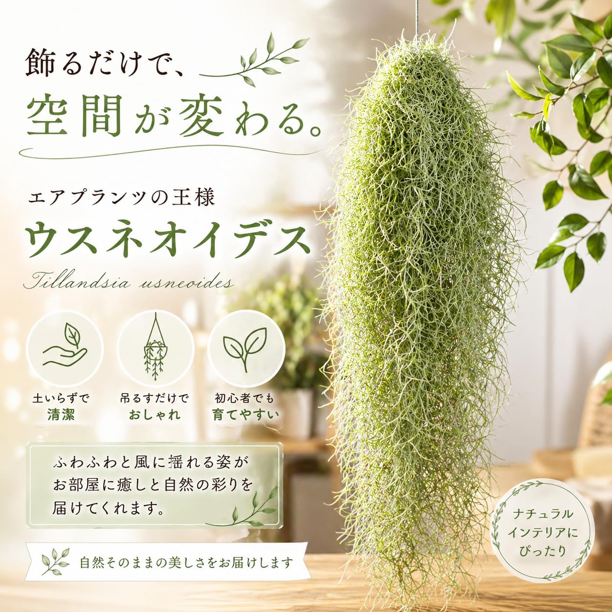 スパニッシュモス他にも出品しています ボリュームあり チランジア エアープランツ ウスネオイデス
