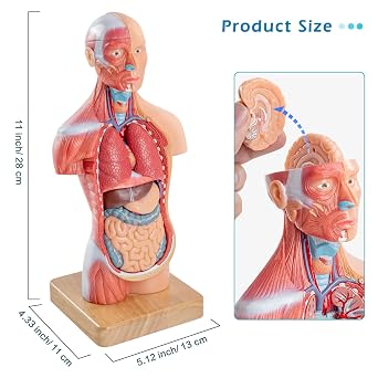 Human Body Model for Anatomy Study, 15 Part 11'' | Human Torso Model with Removable Organs Brain Lung Stomach Heart for Medical Student Lab & Classroom Use