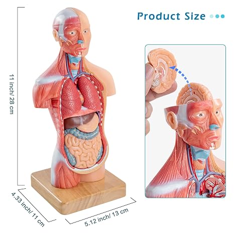 Human Body Model for Anatomy Study, 15 Part 11'' | Human Torso Model with Removable Organs Brain Lung Stomach Heart for Medical Student Lab & Classroom Use