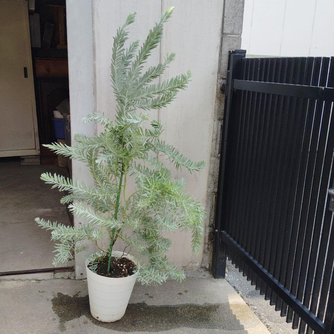 耐寒性アガベ グアダラハラナ青白特大株◇ドライガーデン多肉サボテン