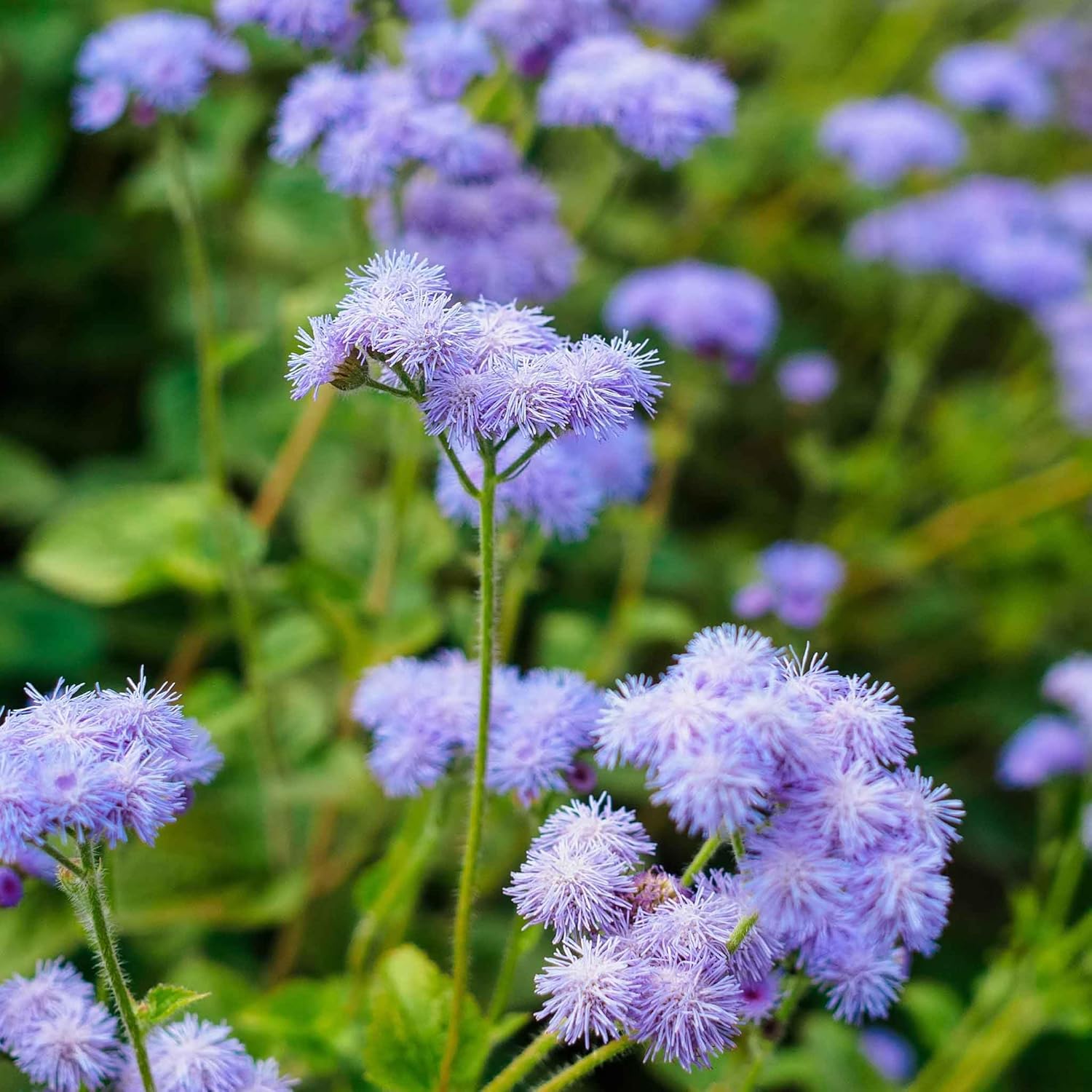 Eden Brothers Ageratum Seeds - Dondo Blue