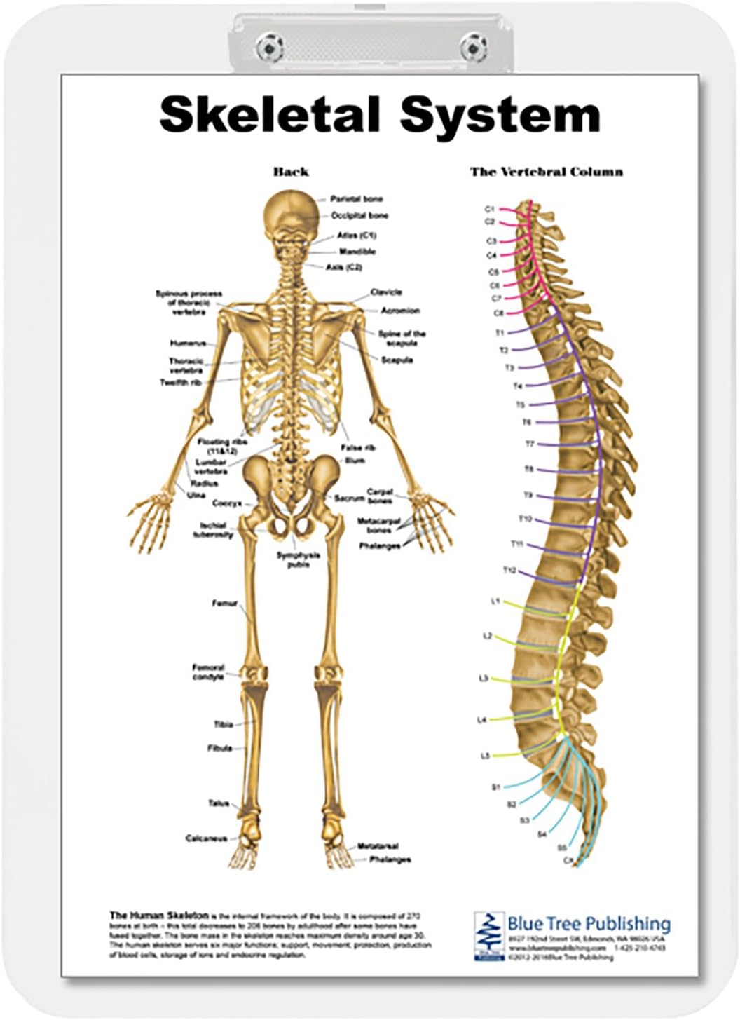 Skeletal and Vertebral Column Dry Erase Clipboard Two Sided