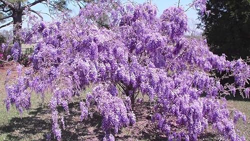 Miniatura 3 de Árbol de glicina china púrpura - Plántula de 6 a 12 pulgadas de alto - Maceta de 2.5 pulgadas - Planta viva - Wisteria sinensis