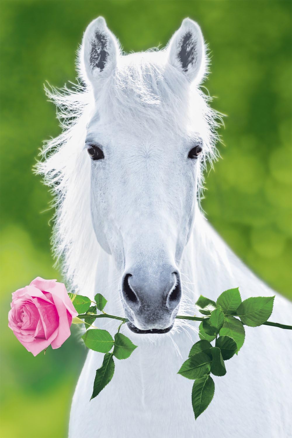 Studio B White Horse Poster by Studio B