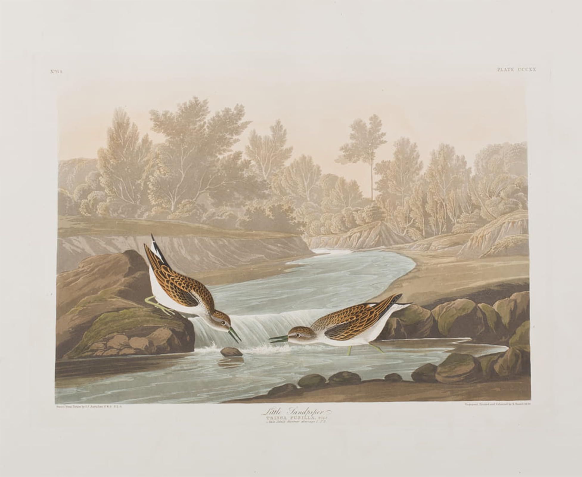 POSTERIIk Famous Modern Artwork Art Mural Illustration From birds of America by John Jamess Audubon Oil Paintings Pictures for Home Decor 60x90cm
