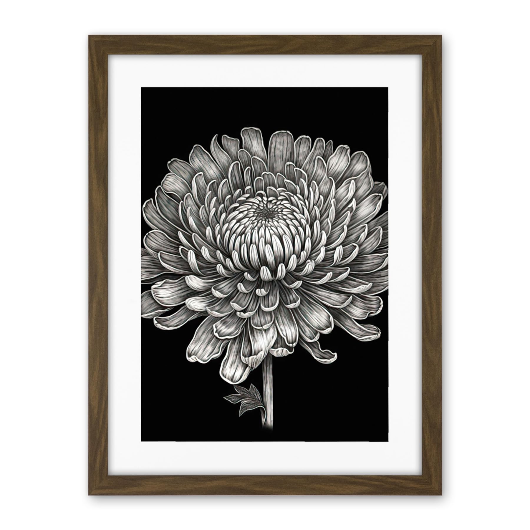 Artery8 Detailed Chrysanthemum Flower Bloom Illustration Artwork Framed Wall Art Print 18X24 Inch