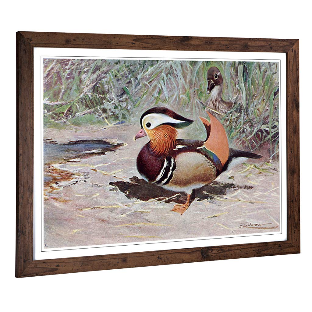 Big Box Art Framed Print of Vintage W Kuhnert Mandarin Duck Design | Wall Art Picture | Home Decor for Kitchen, Living Room, Bedroom, Hallway, Walnut, A2 / 24.5x18 Inch / 62x45cm