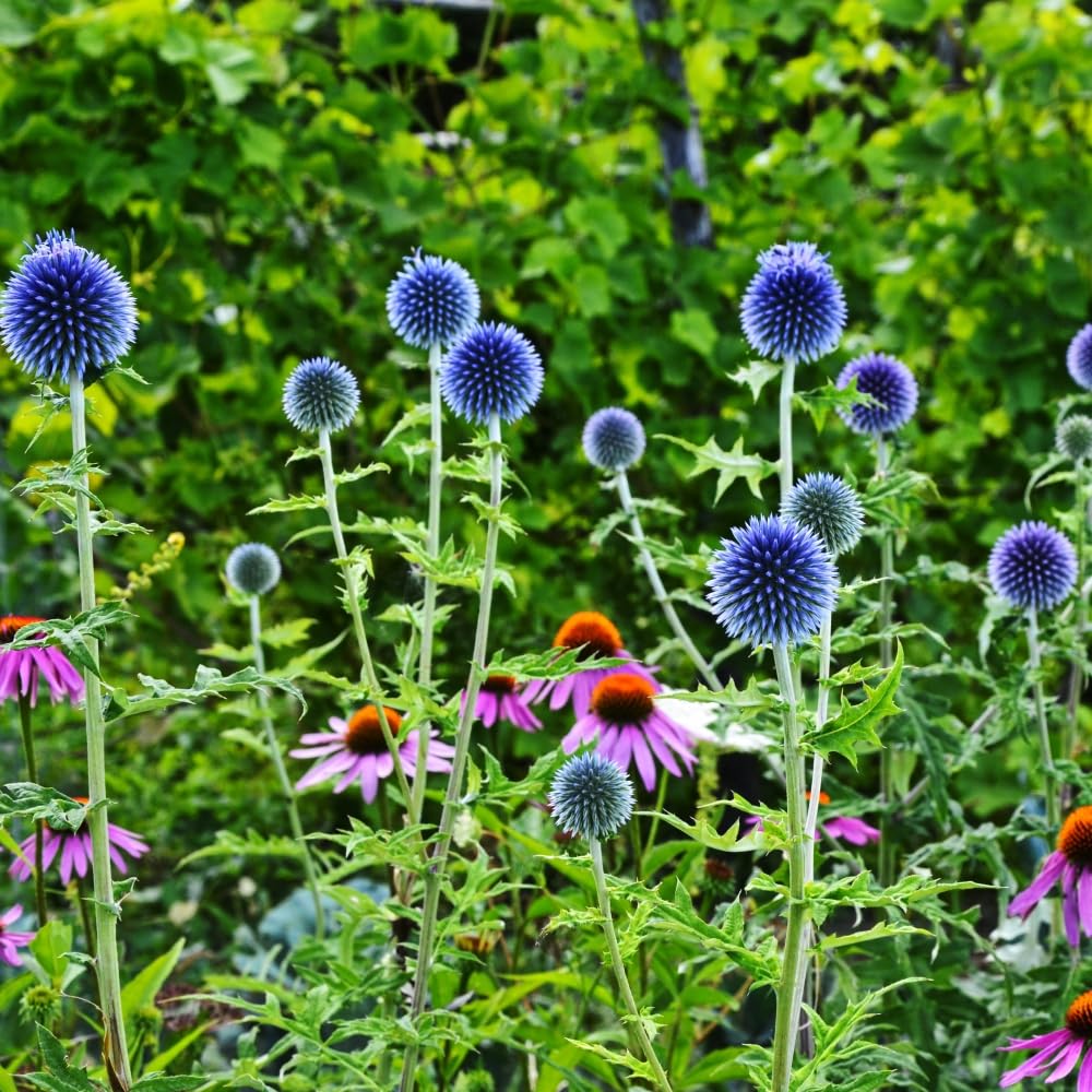 Echinops Ritro - Award-Winning Globe Thistle with Bright Blue Flowers 1 Litre Pot x 1 by Thompson & Morgan