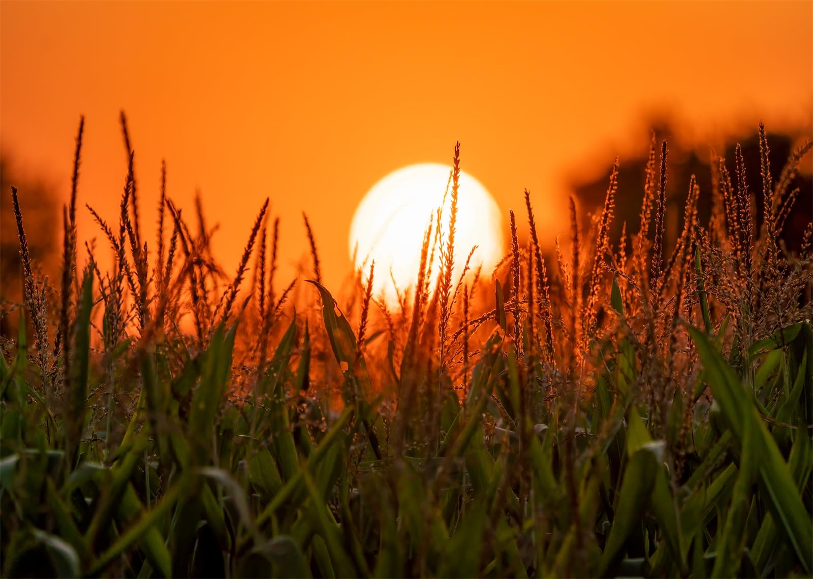 10x6.5FT (3x2m) Campo Di Mais Al Tramonto Sfondo Fotografico