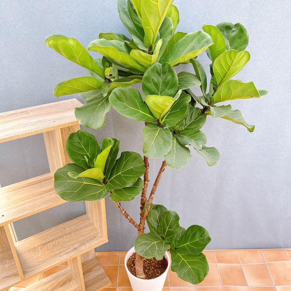 カシワバゴム 柏葉ゴム バンビーノ リナータ 25番 フィカス 特大 希少