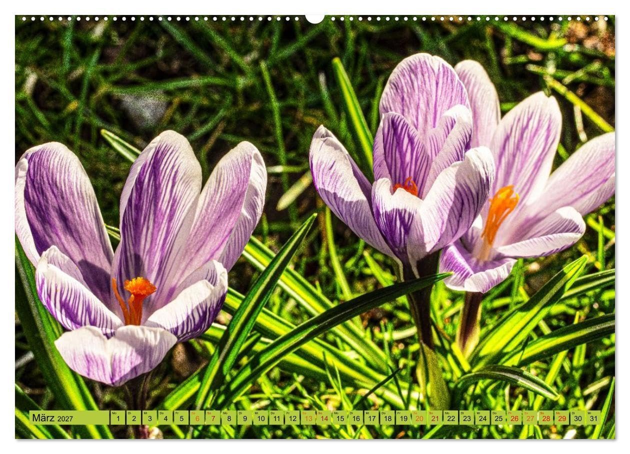 Farbe und Struktur in der Natur (Wandkalender 2027 DIN A2 quer), CALVENDO Monatskalender: Abwechsend farbenfrohe Details aus der Natur (CALVENDO Natur)