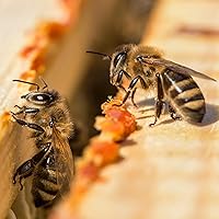 Vista 9 de Herb Pharm Extracto líquido de propóleos para el apoyo del sistema inmunológico - 4 onzas