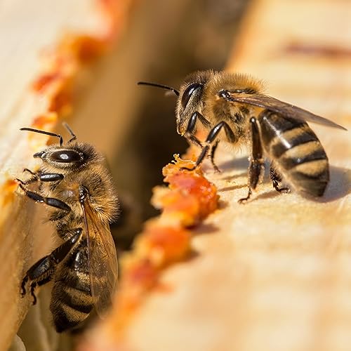 Miniatura 9 de Herb Pharm Extracto líquido de propóleos para el apoyo del sistema inmunológico - 4 onzas