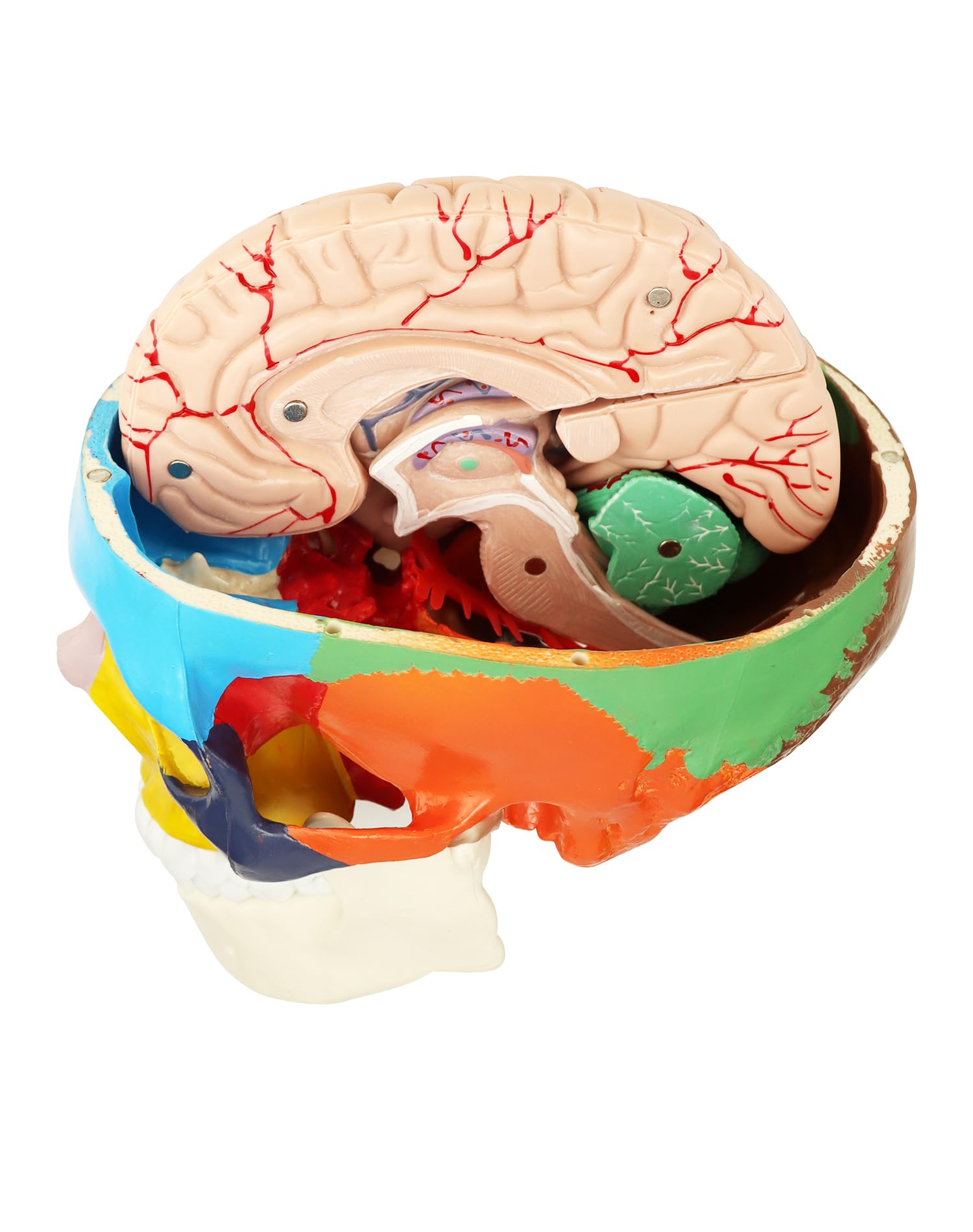 QWORK® 1:1 taille réelle Modèle de crâne anatomique en 3 parties et Modèle de cerveau en 8 parties avec chiffres