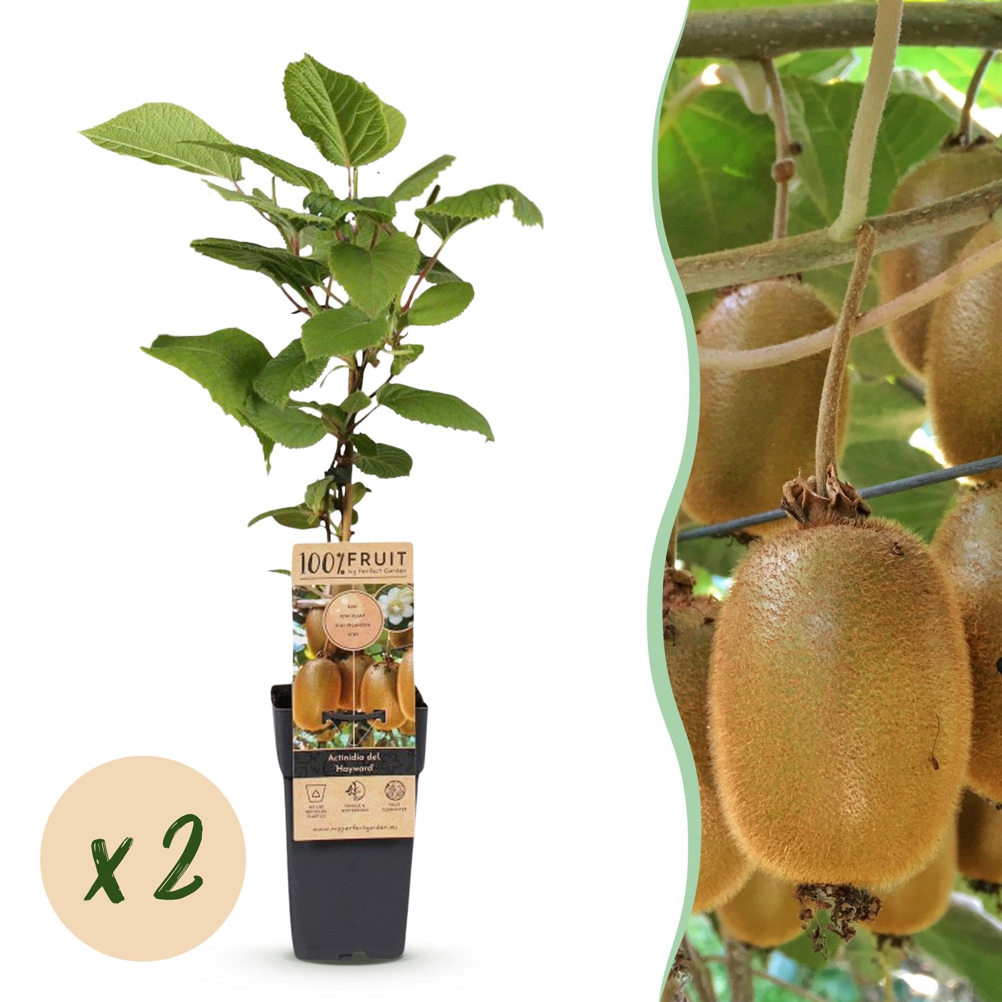Plantas de Kiwi Hembra Hayward, para Jardín, Verde, Pack de 2, 50 cm