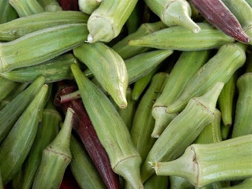Miniatura 3 de Clemson Spineless Okra Seeds, 50 unidades de la marca "COOL BEANS N SPROUTS". Reliquia. Sin OGM. Jardinería doméstica.