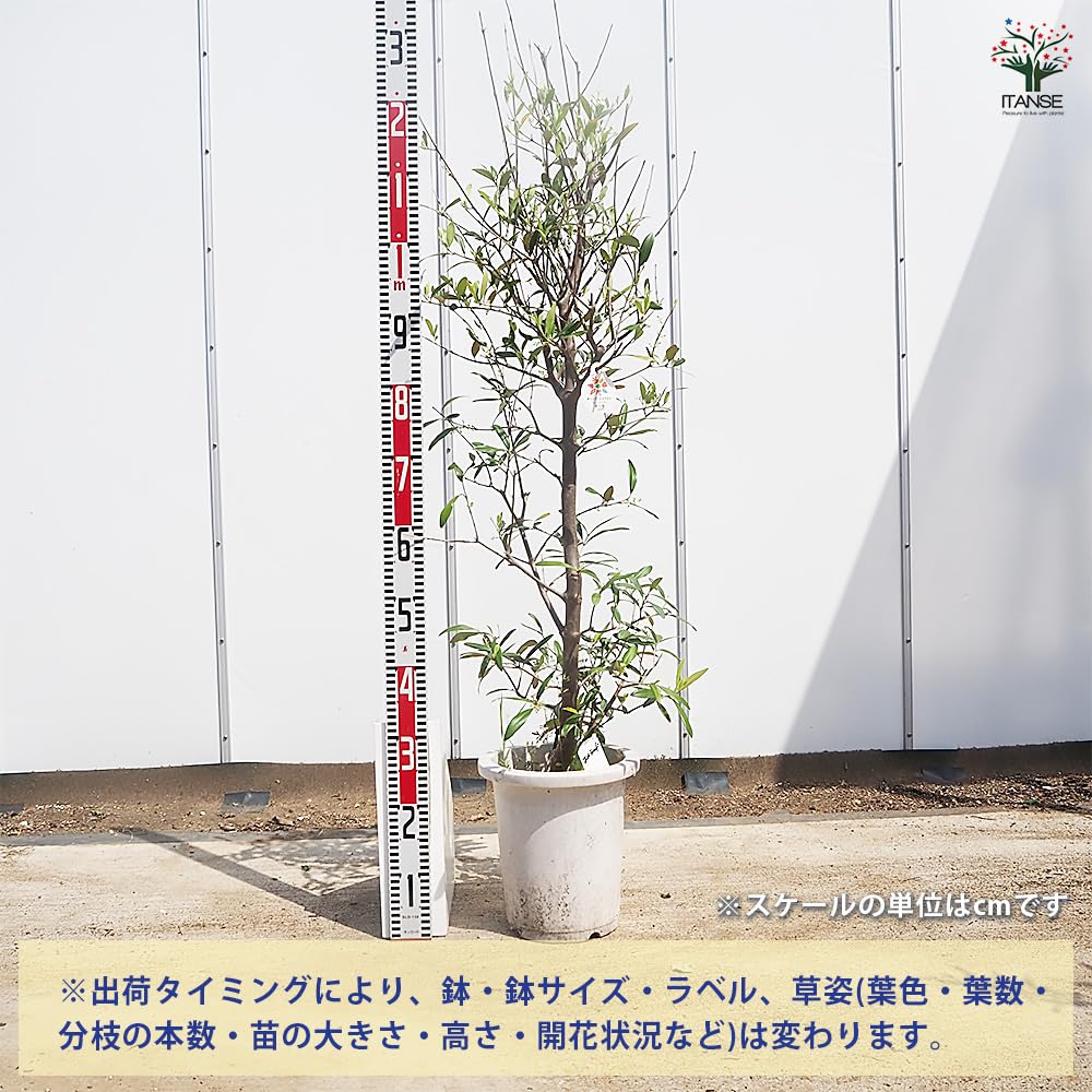 Amazon.co.jp: ITANSE オリーブ エメラルド 8号 1個売り 観葉