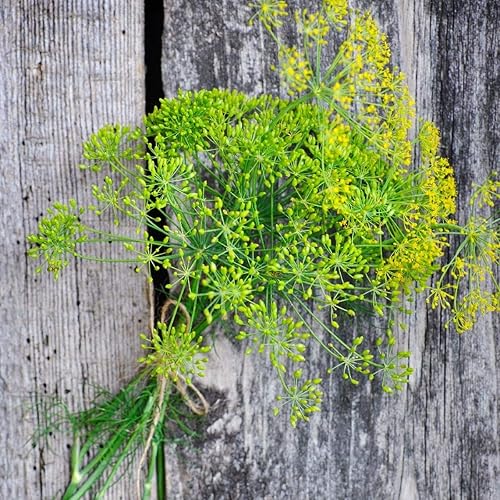 Miniatura 2 de Semillas de eneldo "Mammoth Long Island" para plantar, más de 1500 semillas por paquete, semillas de jardín de Isla (Isla), semillas sin OMG y