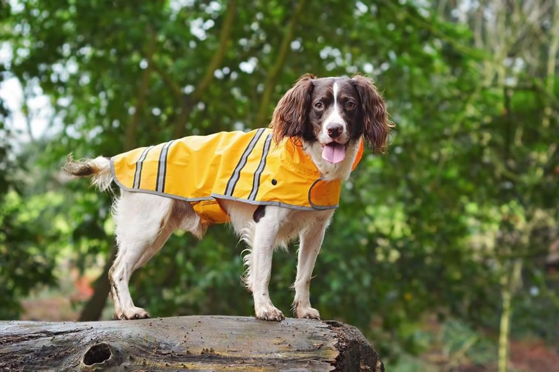 Sotnos Raincoat, X-Small, Sunshine Yellow - Image 3