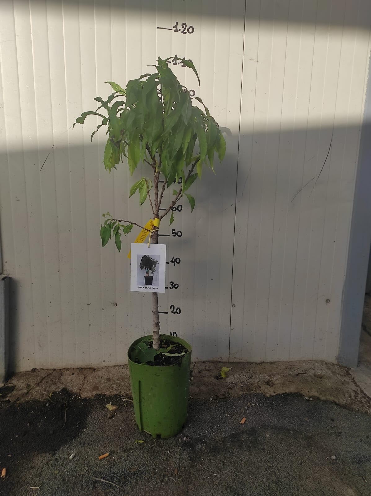 Vivaio Garden Forest - Pesca Noce Nano – Pianta da Frutto Autofertile H 110 cm, Ideale per Vaso, Balcone o Giardino – Fioritura Ornamentale e Frutti DolcI