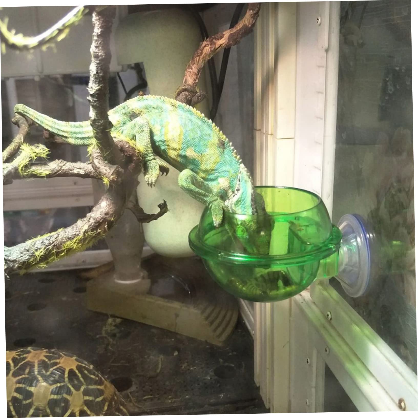 HOLIDYOYO Reptile Feeder Bowl Set Reptile Pet Waterer Small Turtle Bowl Pet Supplies