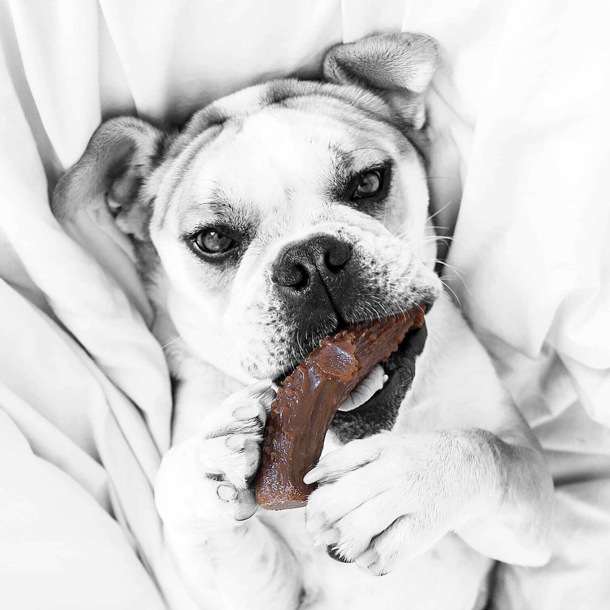 What Are Dogs Lacking When They Eat Wood