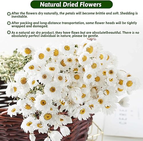 Miniatura 4 de Ramo de flores de margaritas secas, más de 200 flores blancas secas reales con tallos, arreglos de margaritas Gerber de 17 pulgadas para bodas