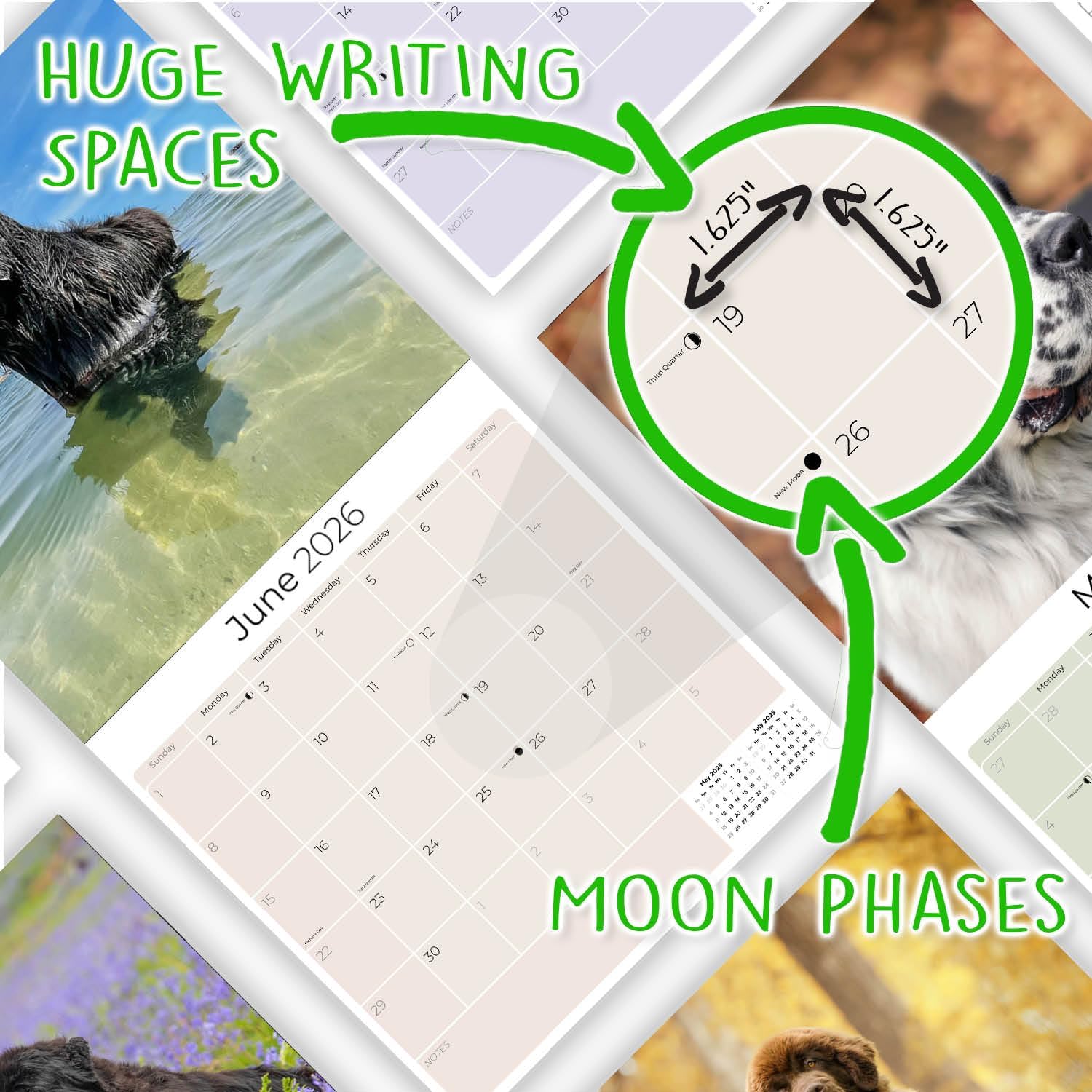 Newfoundland Calendar 2026 – 16-Month Dog Breed Wall Calendar by MegaCalendars – Large Daily Blocks, Thick No-Bleed Paper, Made in USA - Image 6