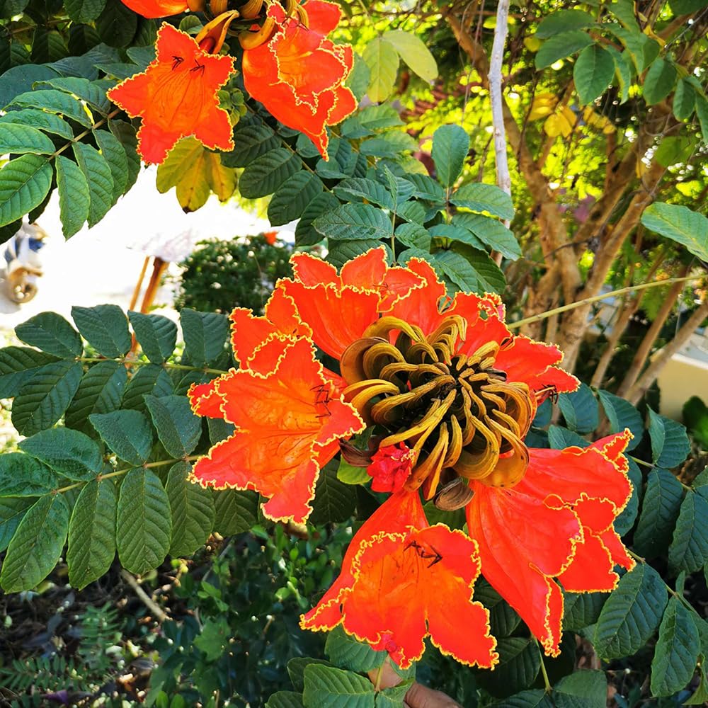 30 pcs Afrikanischer Tulpenbaum samen, bonsai baum, hochbeet (Spathodea  campanulata) balkonblumen, garden blumensamen, balkon blumensamen  bienenwiese, pflanzensamen blten, bonsai : Amazon.de: Garten