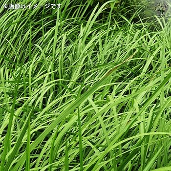 Amazon.co.jp: ITANSE ベチバー 9cmポット 1個売り【品種
