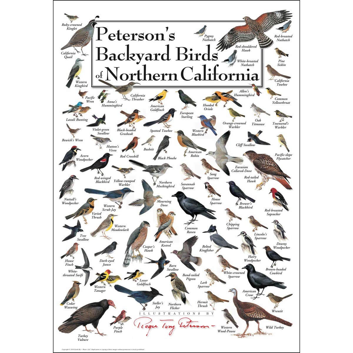 Buy Earth Sky Water Peterson s Backyard Birds Of Northern 
