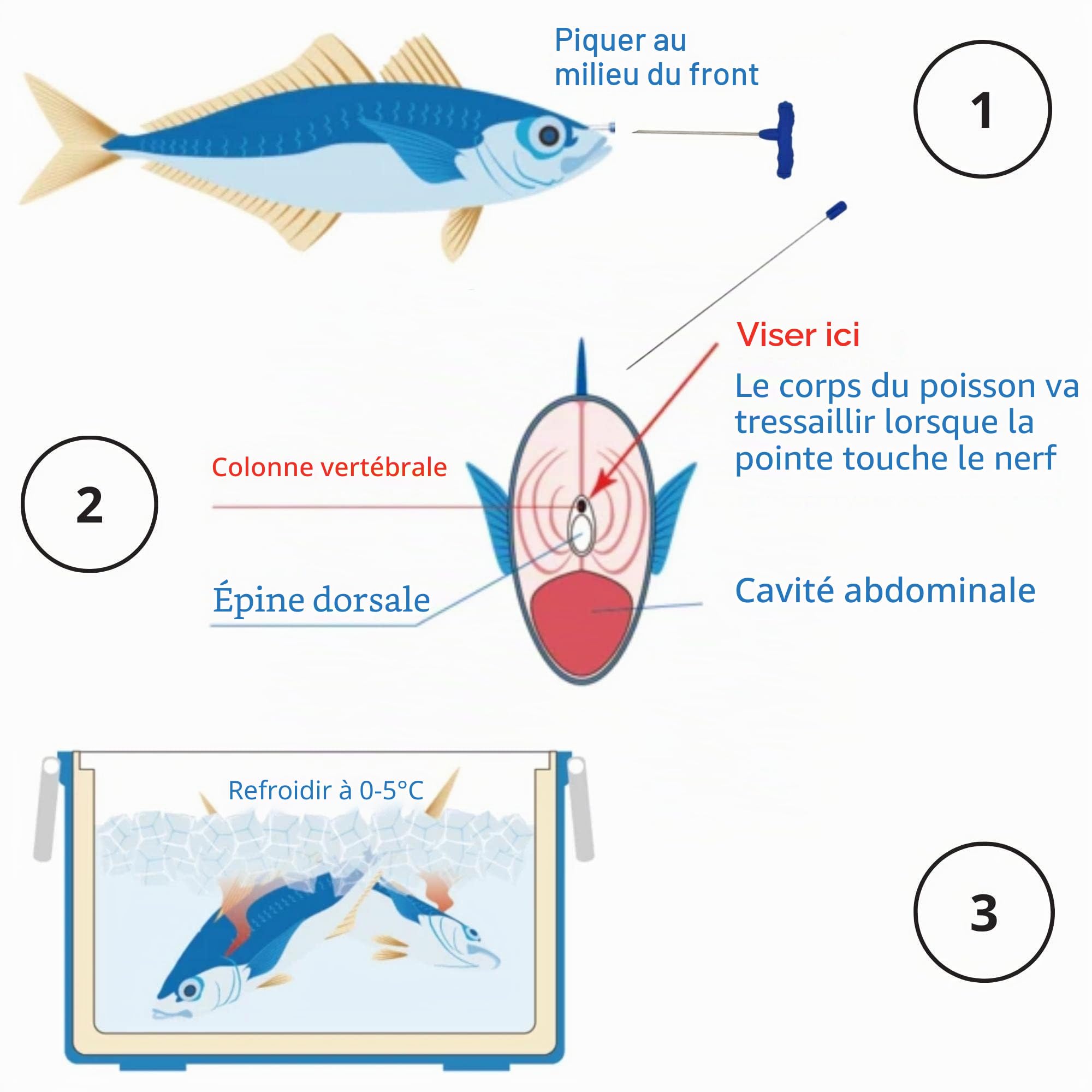Kit d’ikejime Robuste Pique à Poisson d’ikejime et shinkejime avec Fil en Acier Inoxydable, pour sériole, Bar, brème, Bleu