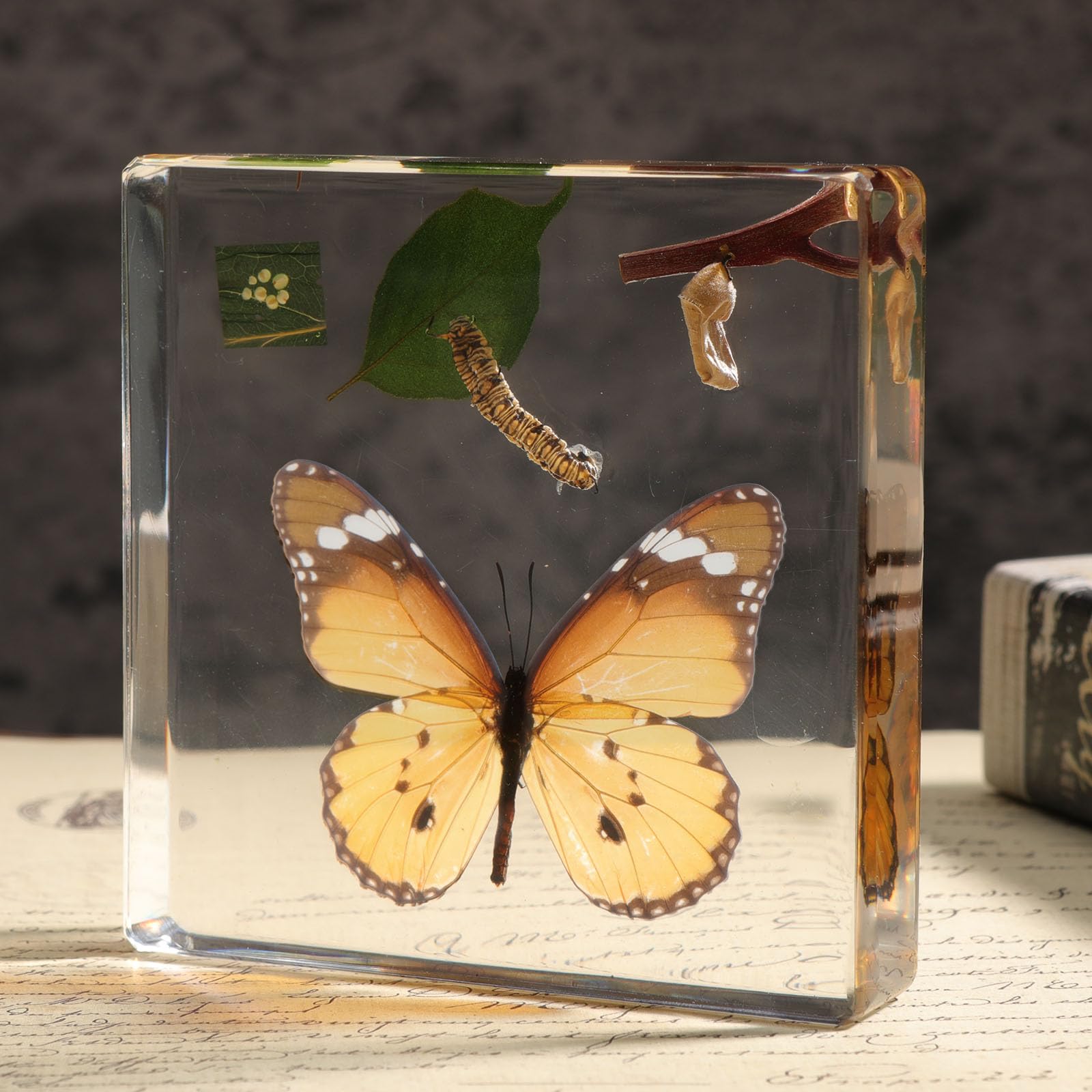 Lifecycle of a Butterfly Insect in Resin, 3.7 x 3.7 x 0.8 Inch Life Cycle of Butterfly Specimens Animal Paperweights Specimen for Taxidermy Science Decor