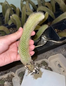 Hildewintera Colademononis Cutting Monkey Tail Cactus Succulent 5 no Root