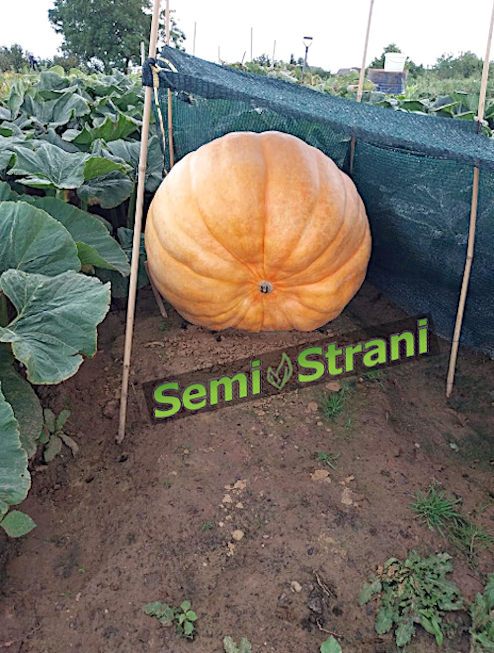 Piantina Di Zucca Gigante Atlantic Giant - Foto 9