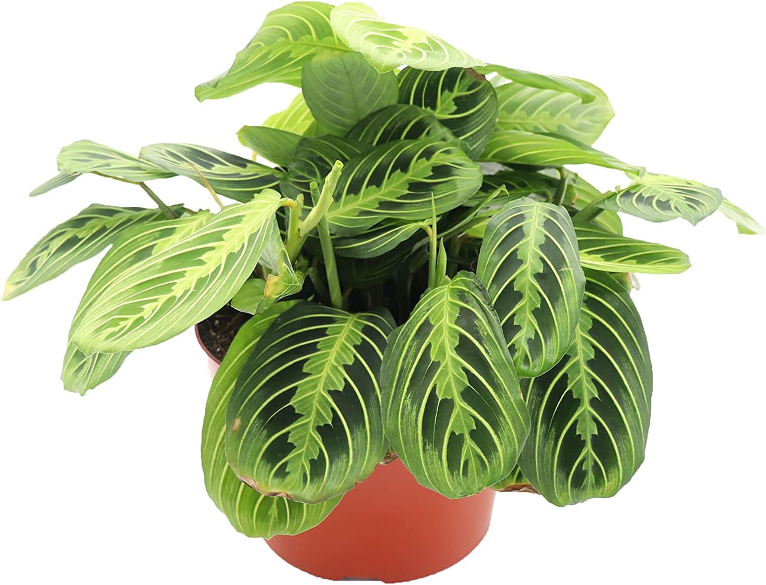 Lemon Lime Maranta - 8" from California Tropicals