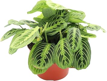 Lemon Lime Maranta - 8" from California Tropicals