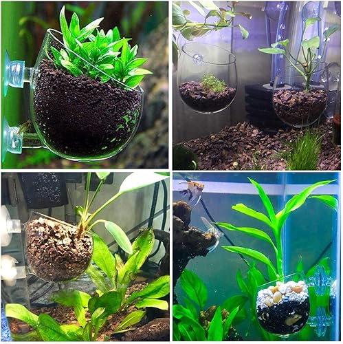 Miniatura 2 de capetsma 2 macetas de vidrio cristalino para plantas acuáticas, maceteros, soporte para plantas vivas de camarones rojos para tanque de peces con 4