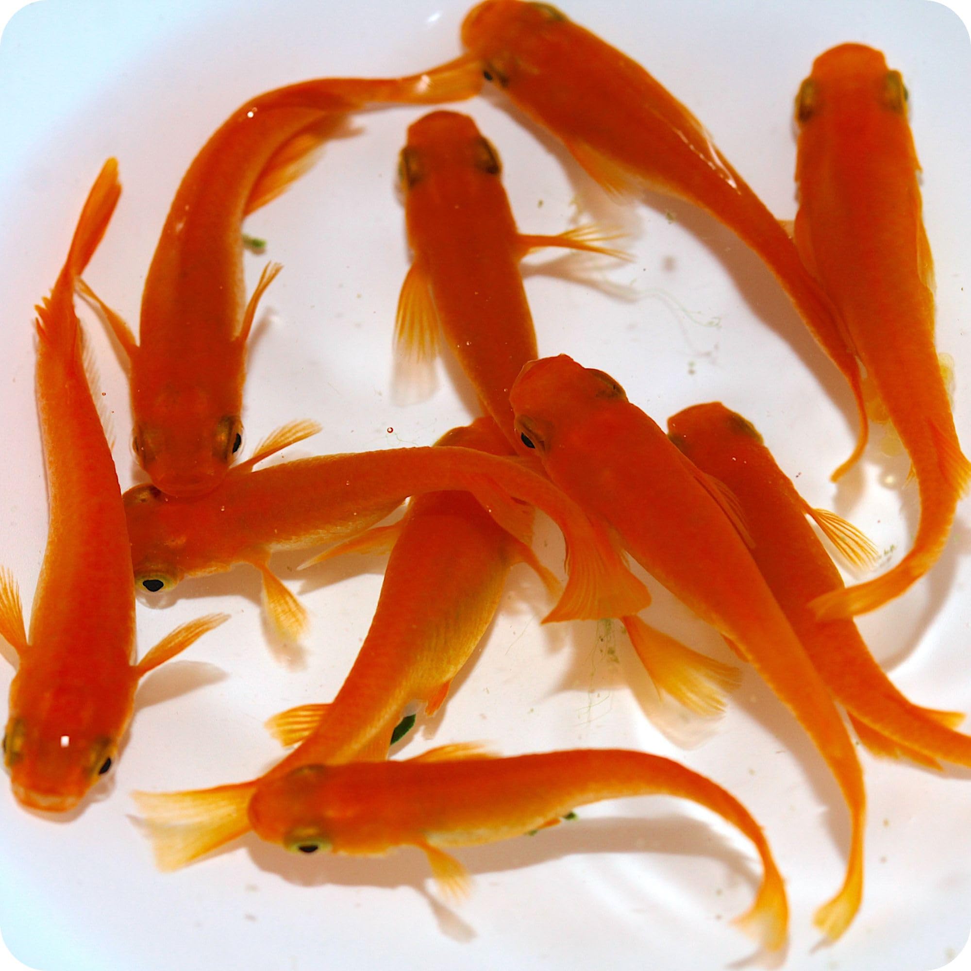 オ*ラ様 ラスト1点　激レア　美品　熊本県産　マボロシリュウグウボタル オ*ラ様 ラスト1点 激レア 美品 熊本県産 マボロシリュウグウ