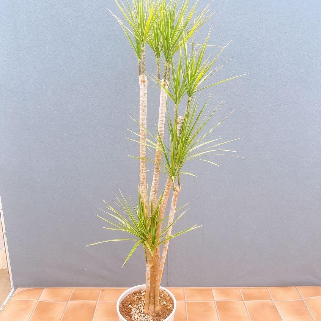Amazon｜セナ コンシンネ ホワイボリー 6番 観葉植物 インテリア