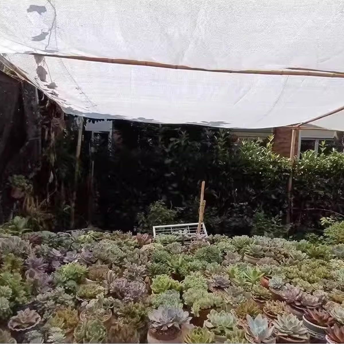 Filtr przeciwsłoneczny z żywicy UV, do ogrodu i szklarni, oddychająca siatka siatkowa z przelotkami, do użytku na zewnątrz, ochrona przed zamarzaniem, 6 x 8 m