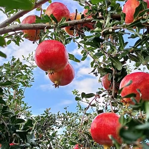 Pomegranate Live Tree Plant Seedling,14-17Inch Height, Very Large Orange Red Fruit With Red Arils And Sweet Tart Juice Great For Home And Garden Yards Planting #TOP1