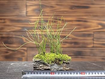 山秋　盆栽鉢　小品盆栽　山野草 楽天市場】（山野草）苔盆栽 おまかせ山野草 ミニ小鉢植え 鉢色